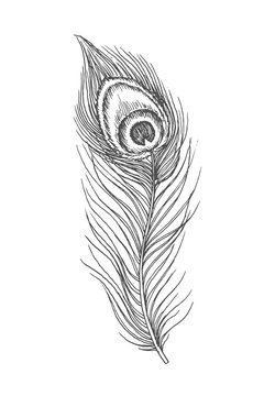 Beautiful hand drawn peacock feather doodle, ink sketch isolated on white background. Vintage vector illustration.