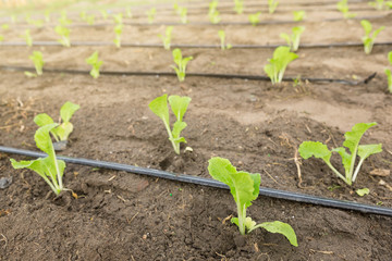 seedlings in the open ground and pipes of drip irrigation, agricultural land