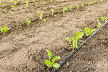 seedlings in the open ground and pipes of drip irrigation, agricultural land