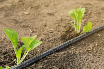 seedlings in the open ground and pipes of drip irrigation, agricultural land
