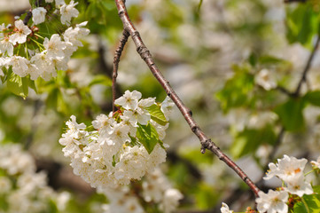 Sweet cherry in full bloom in spring. Cherry branches blossom, spring landscape background