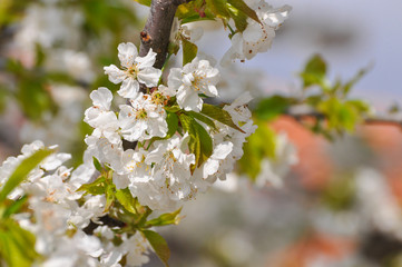 Sweet cherry in full bloom in spring. Cherry branches blossom, spring landscape background