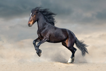 Fototapeta na wymiar Bay horse in dust run fast against blue sky