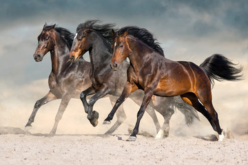 Obraz premium Dzikie konie biegną w ciemnym pyle pustyni