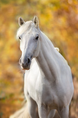 White horse against autumn yellow tree