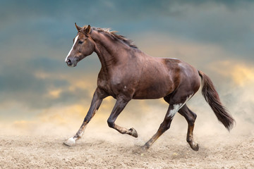 Fototapeta na wymiar Red horse run in desert dust against blue sky
