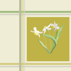 Vector seamless flower pattern, flowers redolent of spring-time; narcissus in checked 