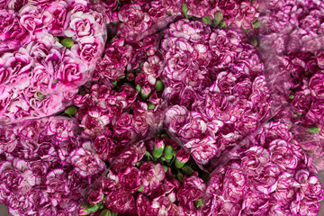 Beautiful carnation flower,Pink flower background of carnation flower