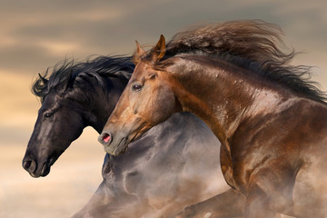 Two horse run free close up portrait - obrazy, fototapety, plakaty