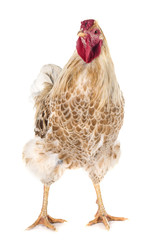 Wyandotte chicken in studio