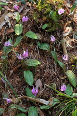 カタクリの群落　Dogtooth Violet