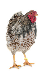  blue-laced Wyandotte chicken in studio