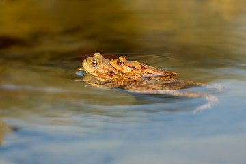 The Common Toad, European Toad, Toad - Bufo Bufo, is an amphibian found throughout most of Europe, in the western part of North Asia, and in a small portion of Northwest Africa.