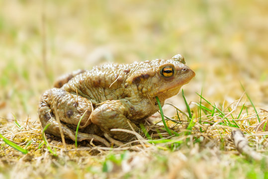 The Common Toad, European Toad, Toad - Bufo Bufo, is an amphibian found throughout most of Europe, in the western part of North Asia, and in a small portion of Northwest Africa.