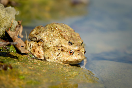 The Common Toad, European Toad, Toad - Bufo Bufo, is an amphibian found throughout most of Europe, in the western part of North Asia, and in a small portion of Northwest Africa.