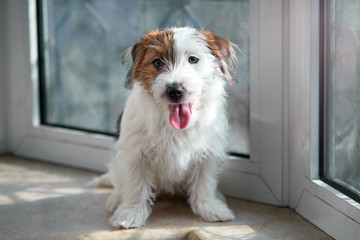 Portrait Jack Russell Terrier dog. Sits on a stone windowsill.