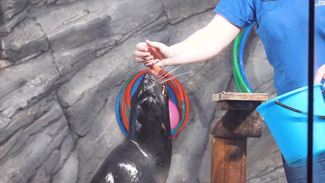 The worker of the water park of the zoo feeds the fish of the sea cat in slow motion