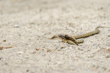 Aesculapian snake (Zamenis longissima - Elaphe longissima)