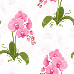 Realistic detailed drawing pink purple phalaenopsis moth orchid flowers, buds, green leaves, stem, roots. Botanical wallpaper illustration, line sketch silhouette on white background.