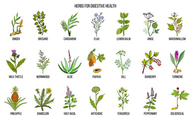 Herbs for digestive health