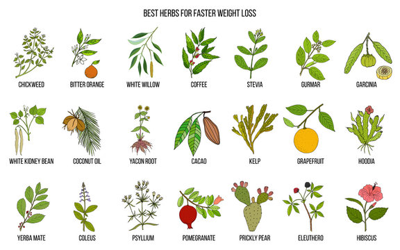 Best natural herbs for fast weight loss