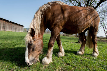 Kaltblüter Pferd steht auf grüner Frühlingswiese und genießt das erste frische Gras