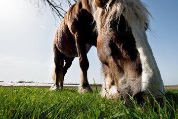 Kaltblüter Pferd, tief gebeugt in das erste  frische grüne Frühlingsgras