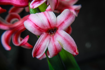 Fototapeta premium pink flower close up