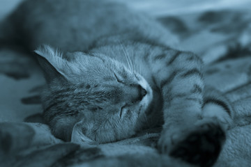 cat sleeping, stretching his paws