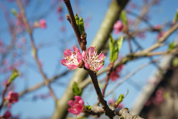 blossom peach flower at spring