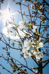 blossom cherry tree branch flowers