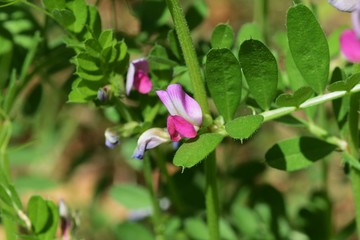 Vetch