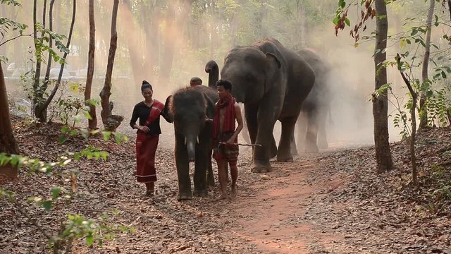 ifestyle of kui people and elephants travelling in forest.