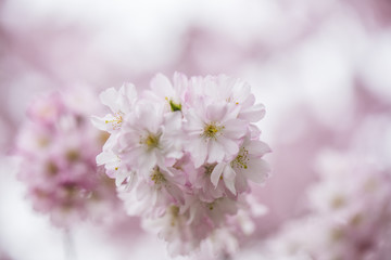 Fototapeta premium cherry pink tree in bloom