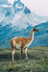 Washable wall murals Lama One lama in Patagonia torres del paine blue backgroud
