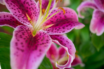 Red cosmos flower in the shade.