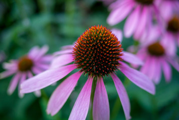 Pink cosmos flower in field.