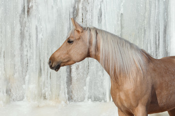 Portrait of palomino horse on white winter iced snowy background isolated