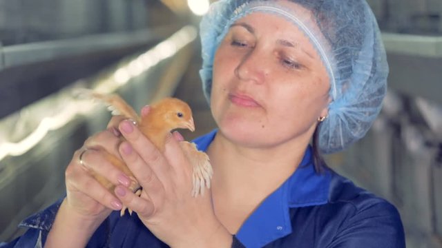 Female veterinarian portrait..et woman holds a little chicken in hands, close up.
