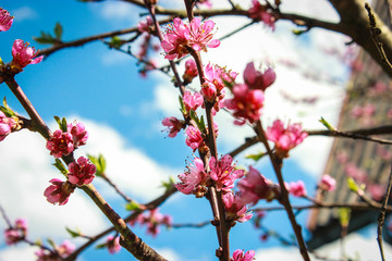 blossom peach flower at spring