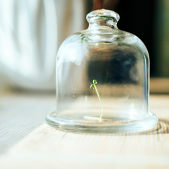 plant under glass jar