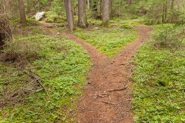 A single mountain path splits in two different directions. It's an autumnal cloudy day.