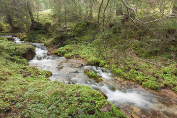 A stream flows in the forest, Italian Alps