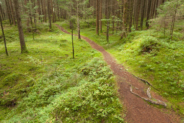 Inside a typical forest of the Italian Alps