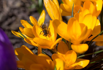 Honey bee collect nectar from Yellow Crocus, crocuses or croci that blooms in the meadow. Close-up crocus