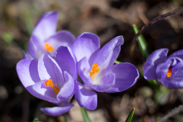 Three Crocus, plural crocuses or croci is a genus of flowering plants in the iris family.
