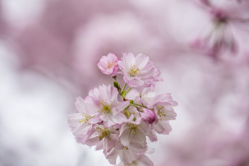 Naklejka na ściany i meble cherry pink tree in bloom