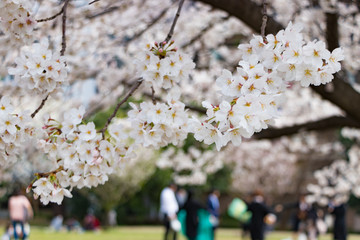 新横浜公園の桜