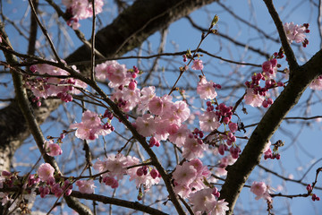 Cherry tree in blossom