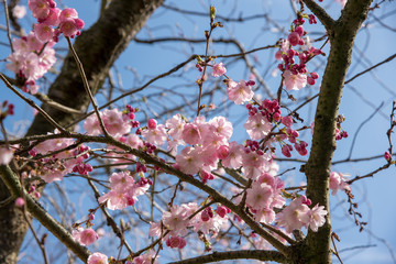 Cherry tree in bloom